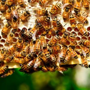 Schmalband-IoT unterstützt Bienenzüchter und Energiedienstleister elektronikpraxis.vogel.de/iot/connectivi…