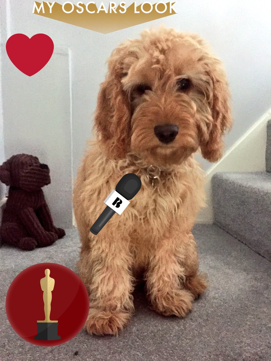 lillyapoo's tweet image. I won my first oscar for being the cutest cockapoo.  I now have lots of money to spend on Pokemon cards for my human brother!