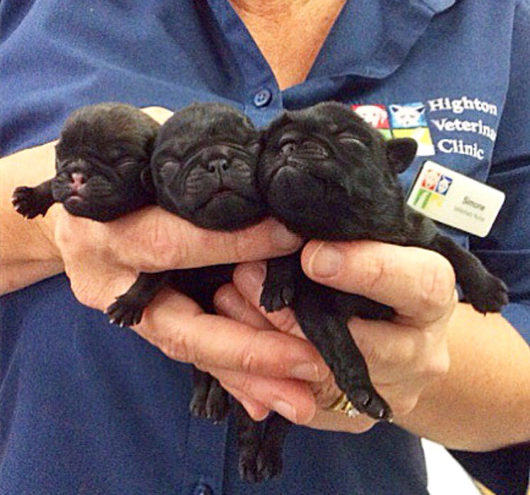 HightonVet's tweet photo. Not even day old pug puppies!!!! πππ #adorablebabies #pugpuppies #puglife #hoursold #inlove #hightonvet https://t.co/6JKTaVto7n