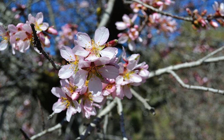 #Perfect #Sunday plan! Take a walk in #QuintadelosMolinos Park &amp; see the #almondtrees in #bloom 🌸 #springishere goo.gl/XncJHa