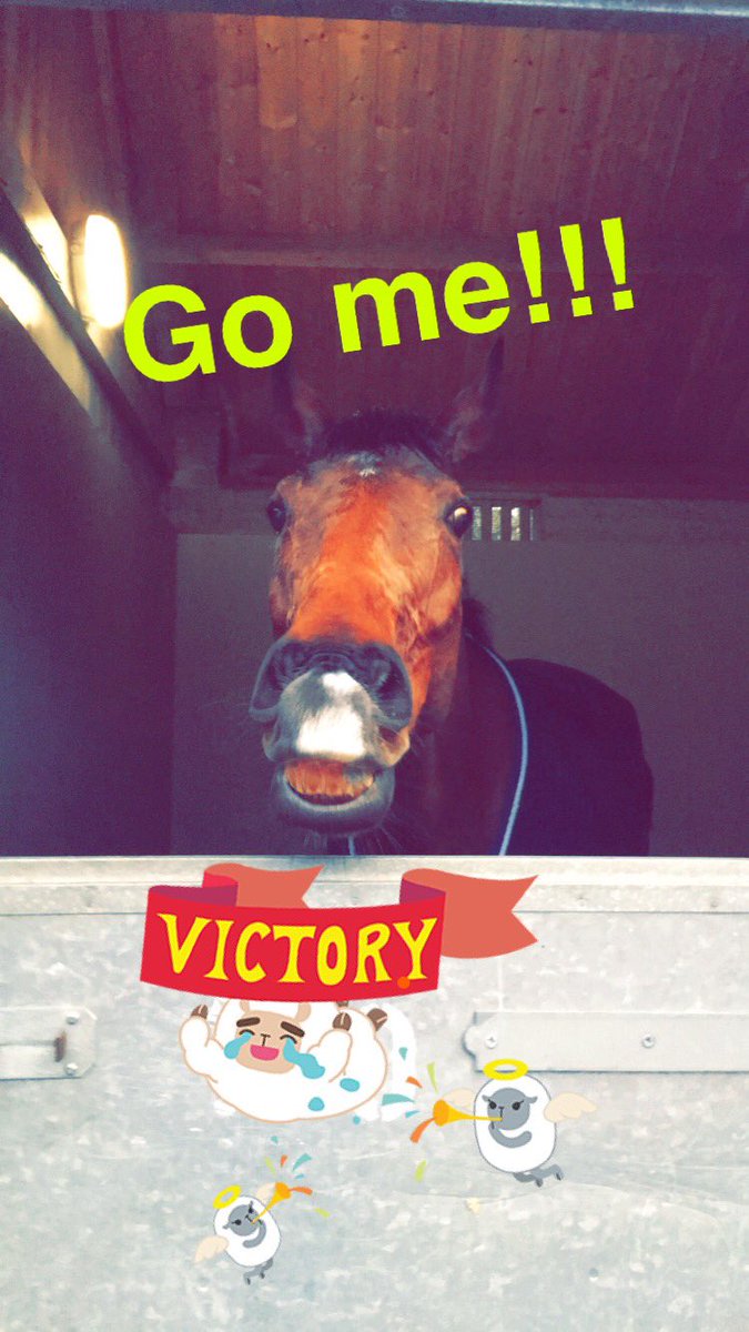 TillyrieStables's tweet photo. Gold opera was laughing in his box after he cooled off!! #goldopera https://t.co/RzM2pPY148