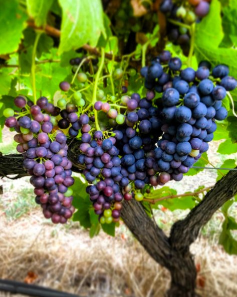 It's the last day everyone! Head down to the <a href="/AdelaideCC/">Adelaide Convention Centre</a> and explore <a href="/CellarDoorFest/">CellarDoorFest</a> at your own pace. Photo by <a href="/dabblebrook/">ian adam</a> #cdfadelaide