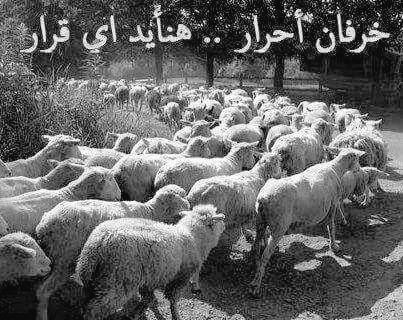 hassan_1965 tweet picture
