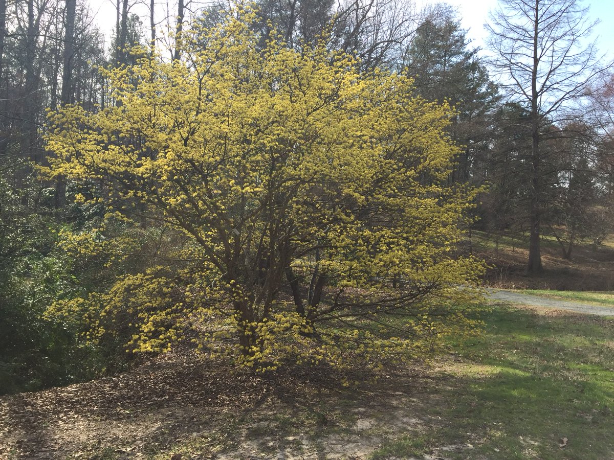 TreeBugGal's tweet image. Cornelian cherry (Cornus mas) is a vibrant yellow beacon of spring creeping in! #phenology #trees #flowersofspring