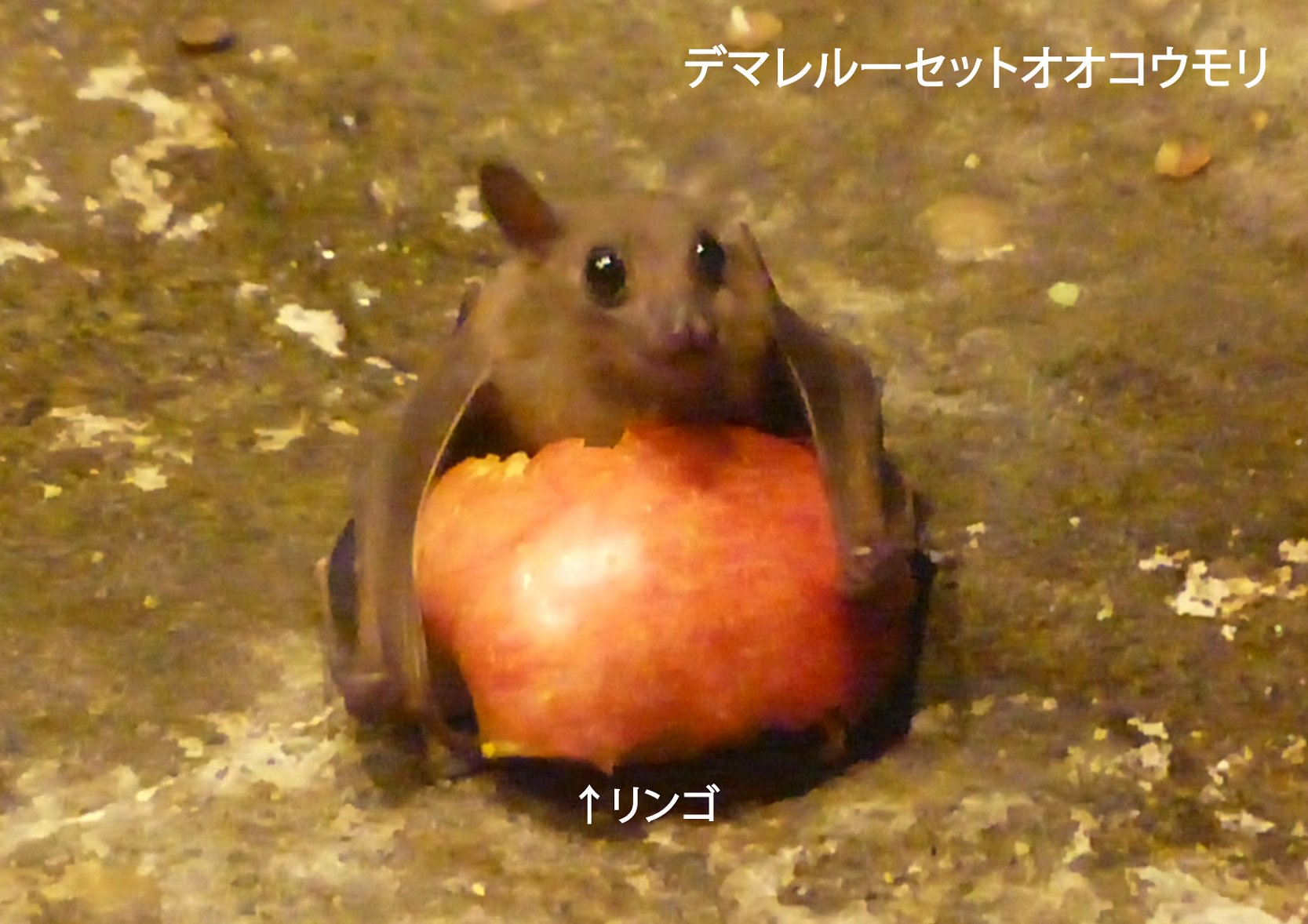 上野動物園 公式 よく来園者の方から コウモリが地面に落ちているが大丈夫か との問合せをいただきます 敵のいない動物園では 地面に降りて 落ちている餌を食べることもあるのです ほら こんな感じでひとりじめしていることも この状態から