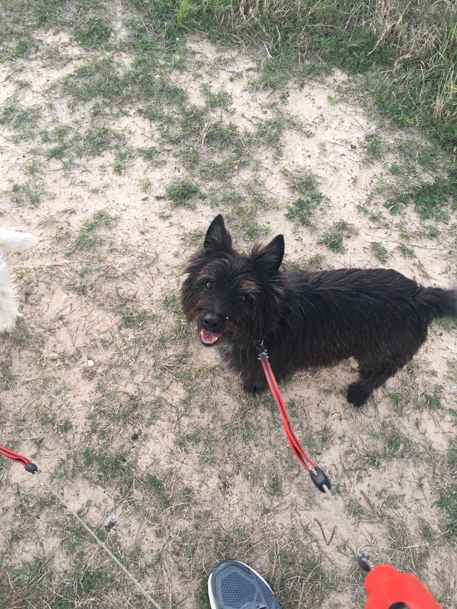 Colonelcairn's tweet image. Still have a smile for my 2 legged patrol leader. #ZSHQ RaaaAAA!