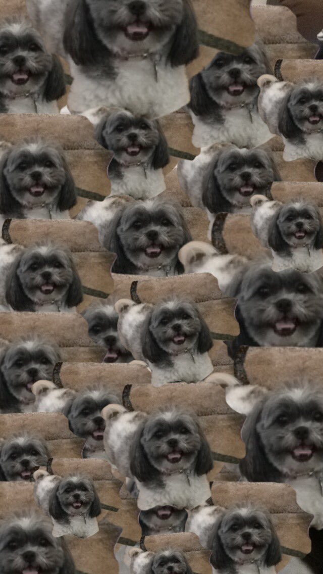 christianacala's tweet photo. Happy birthday to my bff @mattlupinacci17 here are some pics of ur dog just in case you miss her ❤ #jprom #chunkypb #ursoft #hunkaman https://t.co/4O8oP5BWrU
