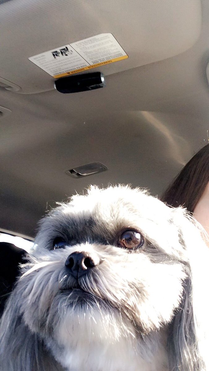 christianacala's tweet photo. Happy birthday to my bff @mattlupinacci17 here are some pics of ur dog just in case you miss her ❤ #jprom #chunkypb #ursoft #hunkaman https://t.co/4O8oP5BWrU