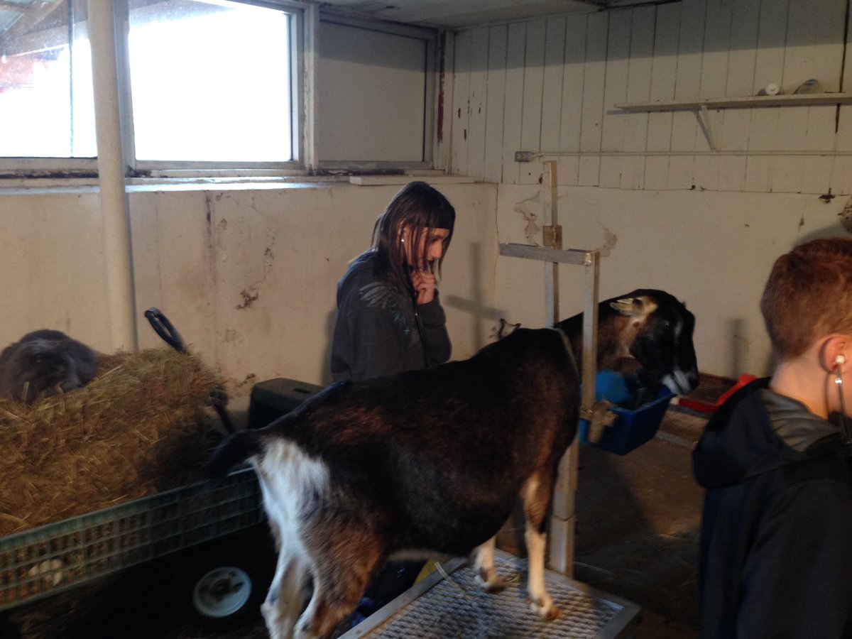 Bowers School Farm (BHBowersFarm) Twitter