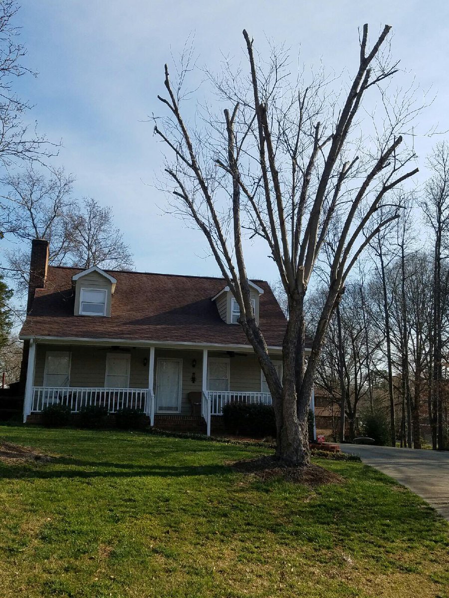 B&M Tree Removal (BnMTreeRemoval) Twitter