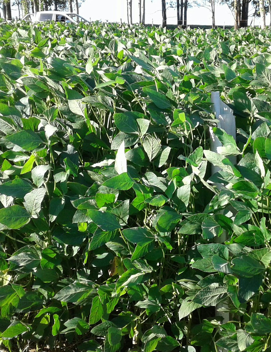 "Buenas prácticas agrícolas, idóneo manejo profesional, implementación de tecnologías"..cierto, pero estos resultados nos vienen "lloviendo"