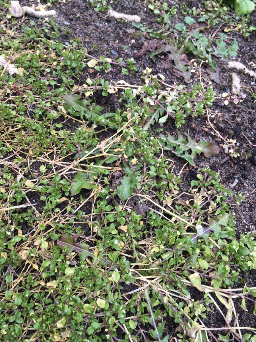msphillpotts's tweet photo. Chickweed smoothies, anyone? @RAMcMath garden. #sd38learns #prod https://t.co/v9WSROufMm