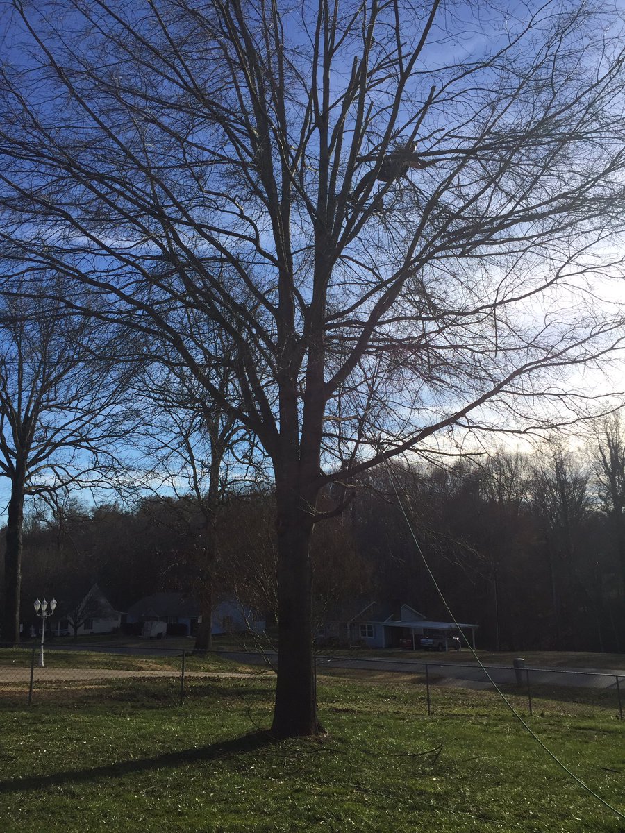 B&M Tree Removal (BnMTreeRemoval) Twitter