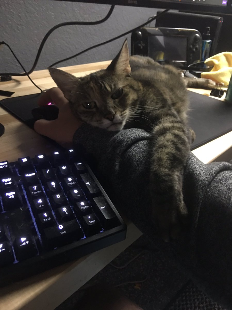 DatModz's tweet image. Rest In Peace Princess, thank you for being my best friend!