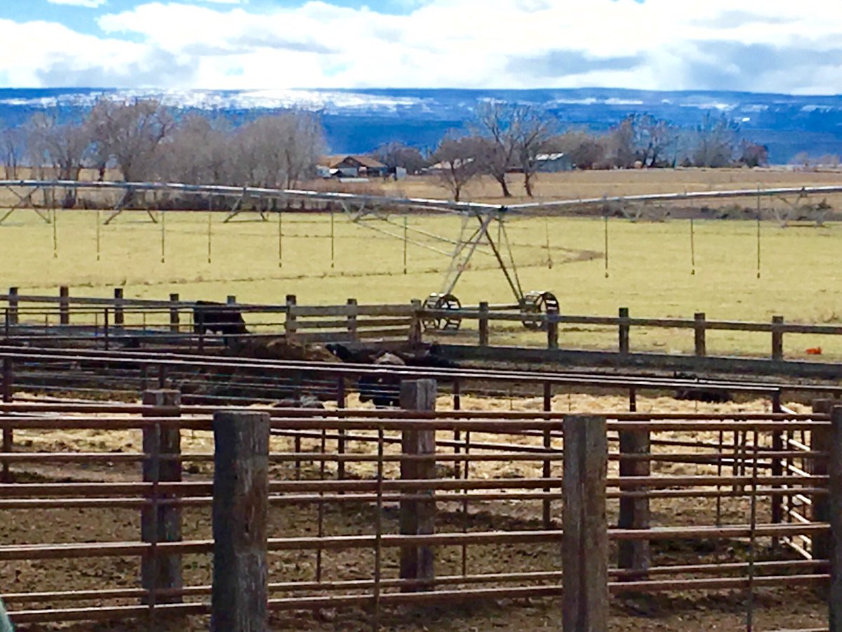 Cathykeet's tweet photo. Grateful to Randy Meaker, Montrose, CO, one of the best feedlots around. #feedlot, #anguscattle, #registeredangus, #angusbeef https://t.co/9m4Oycowt9