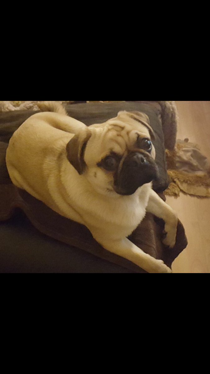 ealingMPS's tweet photo. 11 mth old pug "Frank" lost 8pm from Long Dr area in #Greenford 25/2/17 vulnerable owner very distressed, tweet us if found #UB6 @DoglostUK https://t.co/NtZAtTA5RS