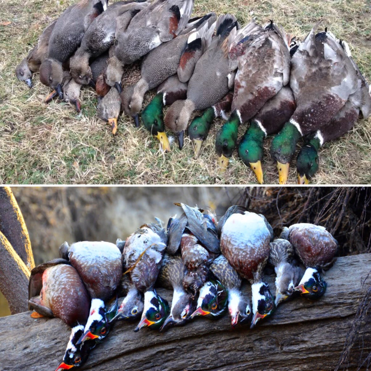 DuckHuntForever's tweet photo. Pick a pile! Which would you rather pursue? 
#pickapile #waterfowl #mallard #woodie #duckhunt https://t.co/17rpenPPD5
