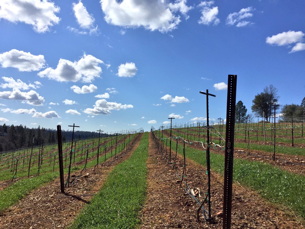 VisitElDorado's tweet image. RT @kcrajavora: Air feels so fresh &amp;amp; crisp! #vineyards #ElDoradoCounty