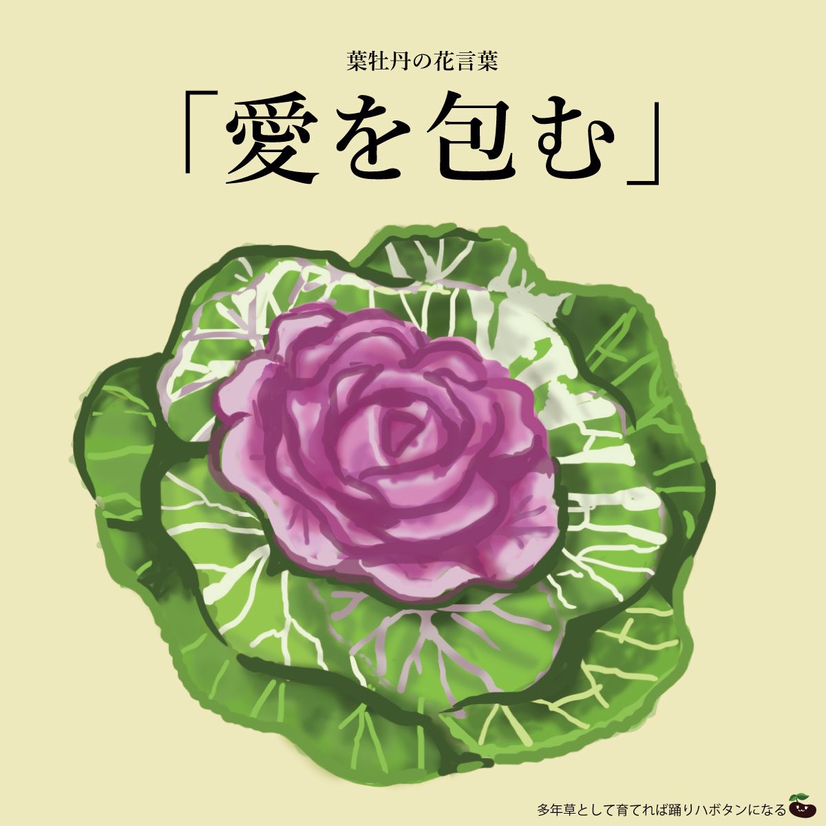 Twitter এ はな言葉 葉菜桜花子 新刊発売 きょう2月26日は 包むの日 包装の利便性を広く伝えるため つ 2 つ 2 む 6 の語呂合せにより制定 葉牡丹 ハボタン の花言葉は 愛を包む T Co Q6hfxaqzpm ট ইট র
