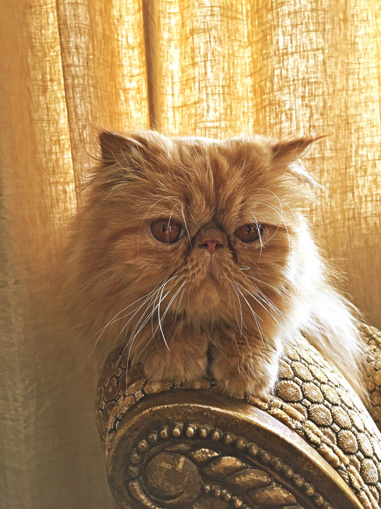 Happy Caturday! Need some #pawsitivity today? Here ya go. 😻💛👑✌🏼️