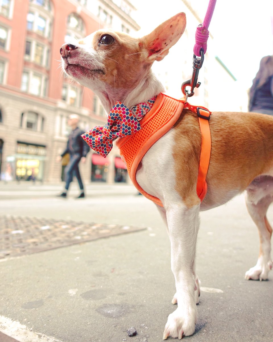 pitdogpete's tweet photo. Little dog, in a big city ❤🐕 #NYC https://t.co/hWtUWzP3WS