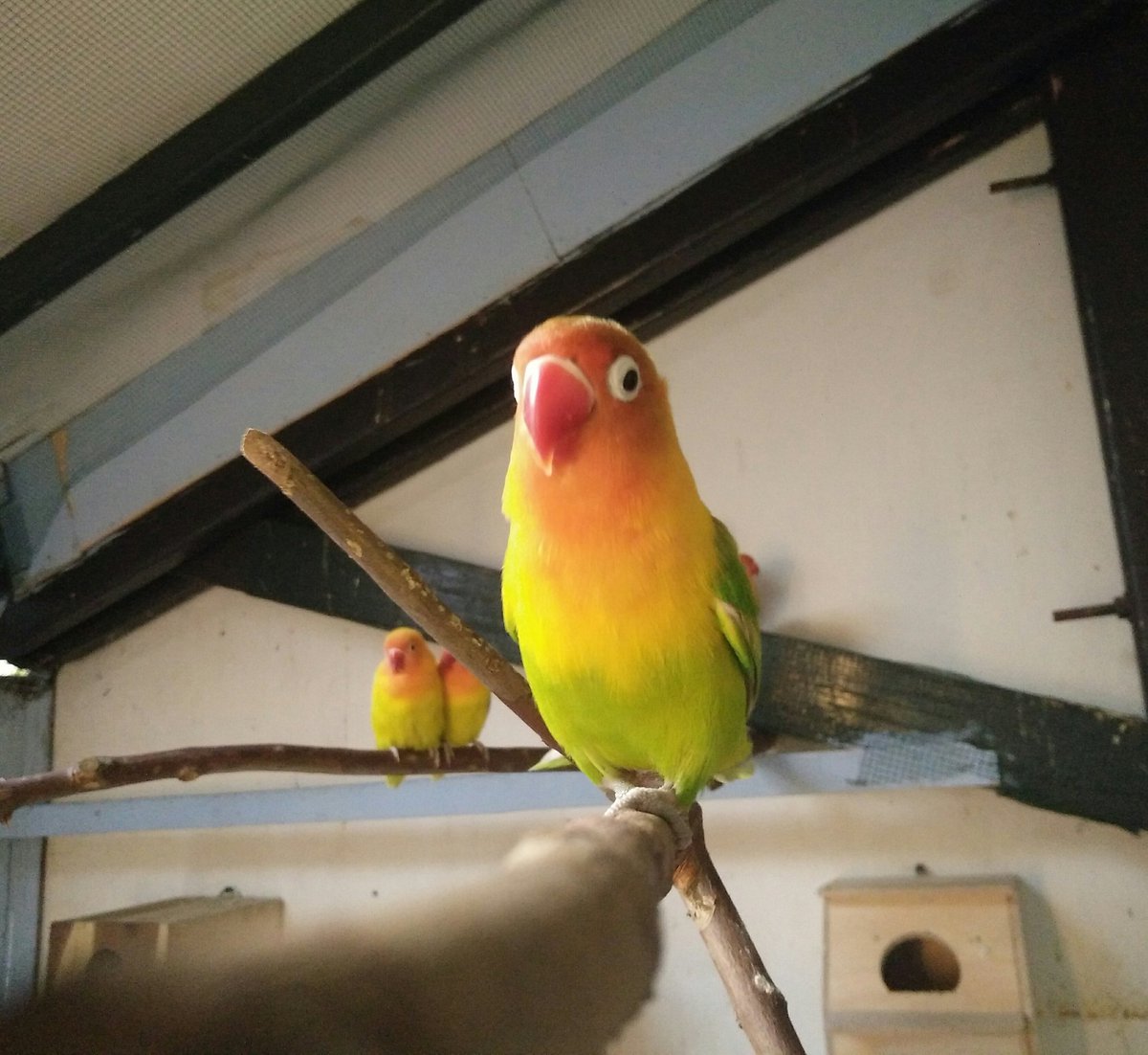 hendrix_rix's tweet photo. Love love bird bird https://t.co/zadAt8Sxeo