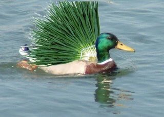鴨ネギ！🦆 いるんだね〜♪可愛い💕 【カモネギの意味】鴨ネギとは 鴨