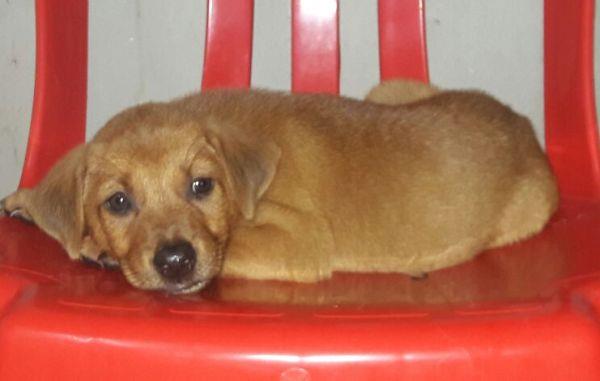 staronline's tweet photo. Adopt rescued puppies https://t.co/U6xZHATTon https://t.co/jIi7KtICLW