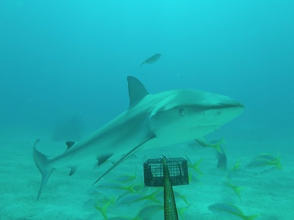 AllenPhil_'s tweet photo. After surveying #216reefs, the surprises our @globalfinprint is finding https://t.co/gRd3FCsuta #count2save https://t.co/uUwkvpJTdg