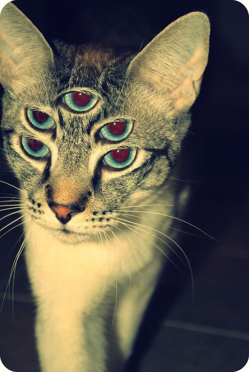 The Aesthetic Alien on Twitter: The Aesthetic Alien on Twitter: