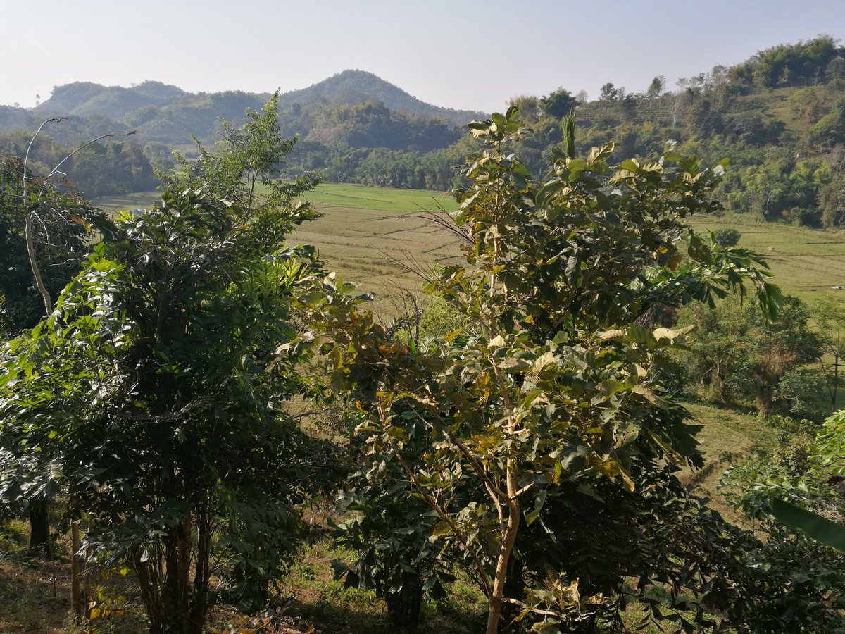 Staying in the countryside, learning how to farm rice, gathering our own food (fruit, veges, fish, crabs, frog) #sustainabletourism