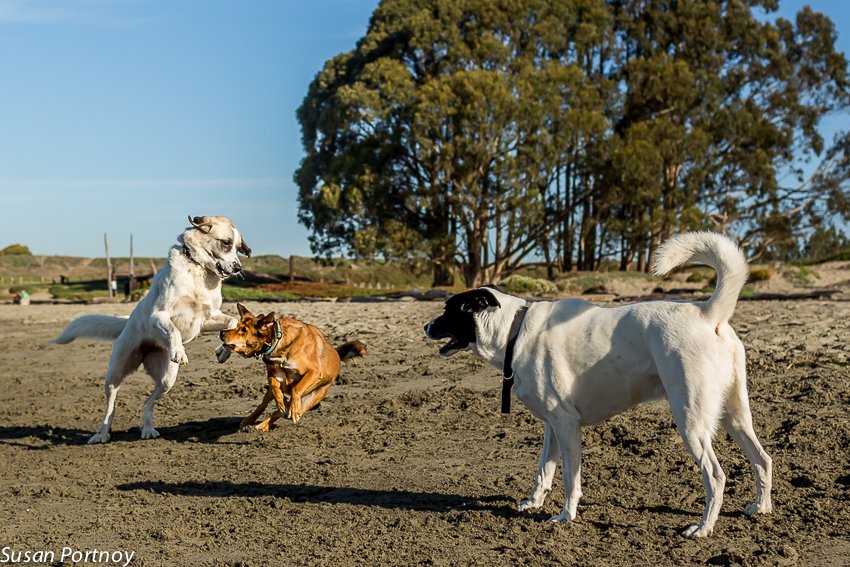 RInnFallbrook's tweet image. Traveling to a new city? It might surprise you that visiting a dog #park can enrich your trip. bit.ly/2jNr8oi