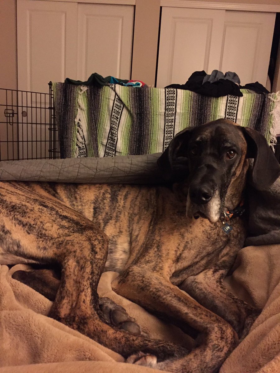 kaseymarie_d's tweet image. Mr Bed Hog #greatdaneproblems