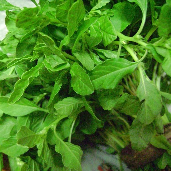 sbuyeronline's tweet photo. #SPINACHES @sbuyeronline
English: Amaranthus Tender
Tamil: Thandukeerai
Telugu: Thotakoora
Hindi:Chaulai sag
Kannada: Dantu
Malayalam:Cheera https://t.co/9U9GLEPWCb