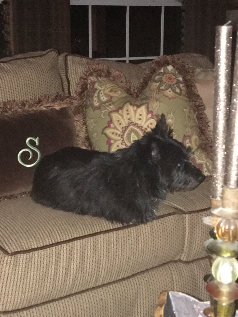 Colonelcairn's tweet image. If I am still enough. They wont notice me on the good couch. #ZSHQ #stealthy