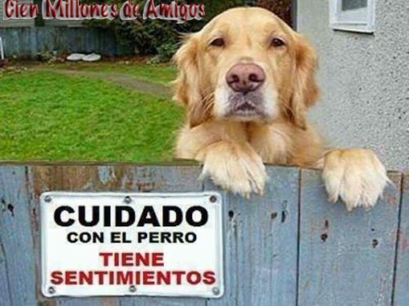 APAMDif's tweet photo. Cuidado con el perro!
#APAMdif
#APAMconcienciaanimal
#APAMsos https://t.co/A7sKe14rD0