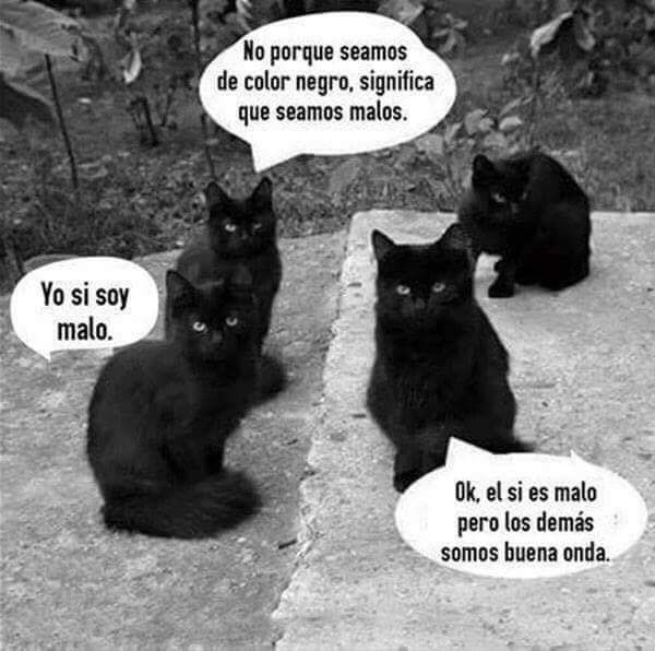 APAMDif's tweet photo. No importa el color todos son adorables
#APAMdif
#APAMconcienciaanimal
#APAMsos https://t.co/1Snd5Gg6O2 https://t.co/3SndU8JWB0