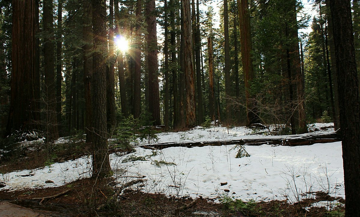 DebbieDebsH's tweet photo. Spent the day at Big Trees today! 🤣😍Nature. Cheaper than therapy. Lol #cawx #bigtreesstatepark #arnoldca #calaverascounty https://t.co/ZzLnyoQE6F
