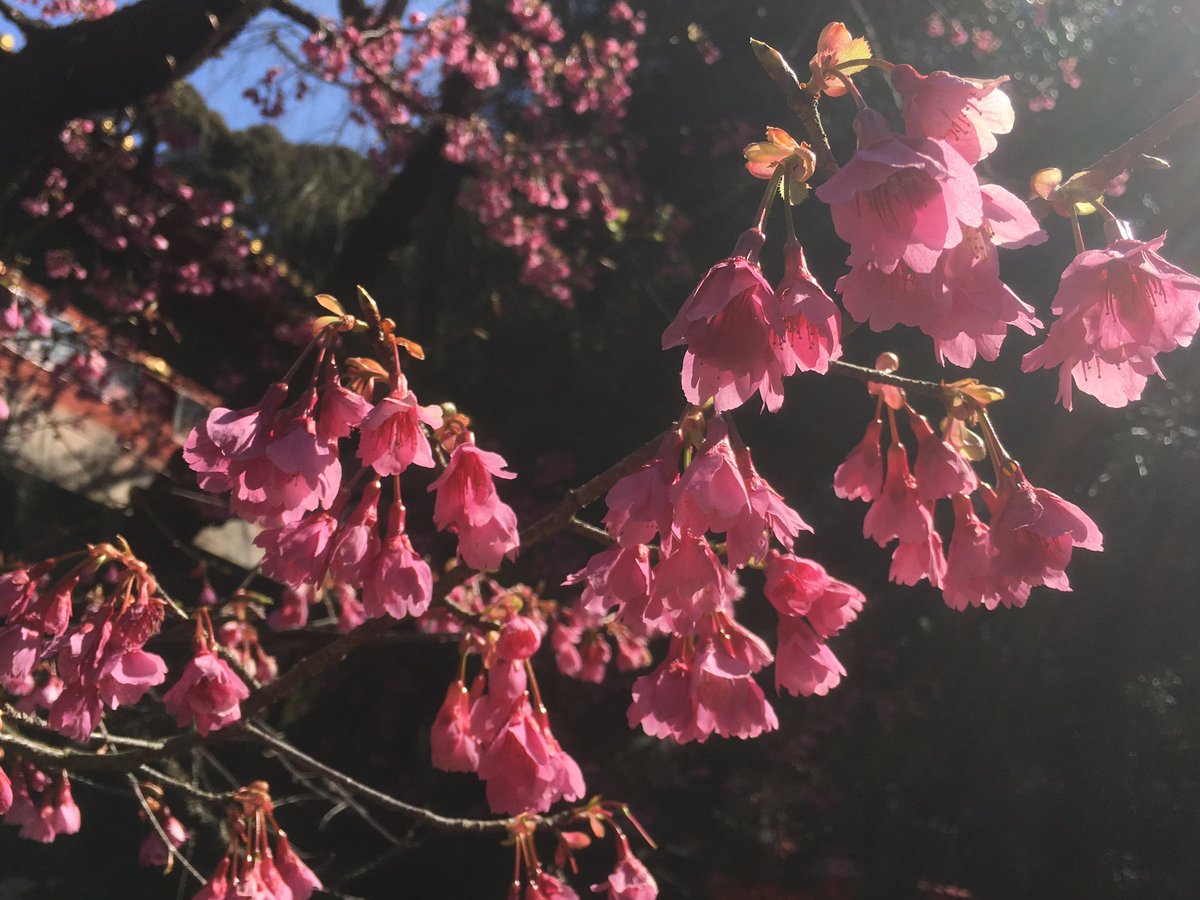 いろんな風景 写真垢 Twitterissa 久能山東照宮の寒緋桜 ピンクが濃くて 下向きに咲く花が 印象的でした 桜 久能山 清水 ファインダー越しの私の世界 写真好きな人と繋がりたい