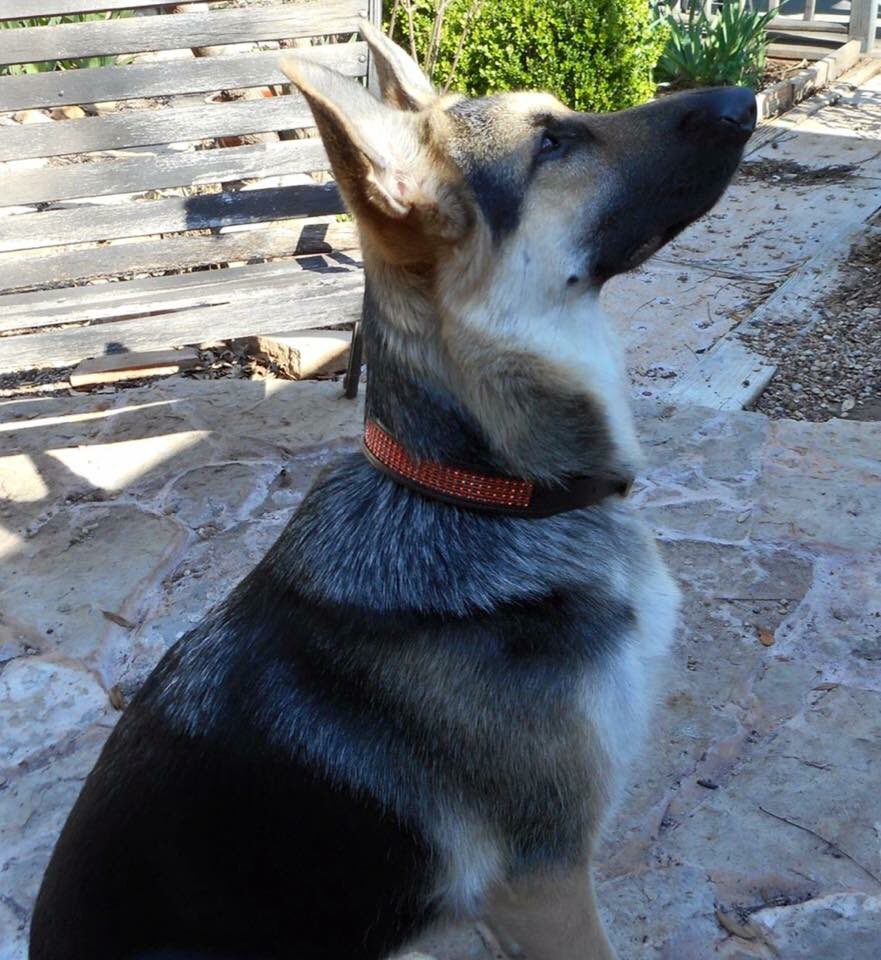 StampedeEq's tweet photo. Look amazing in our #dog #collars #dog celebrations #pawsify #dogs #puphour #barkpost #WeLoveDogsUSA https://t.co/Sueurzn8Mb