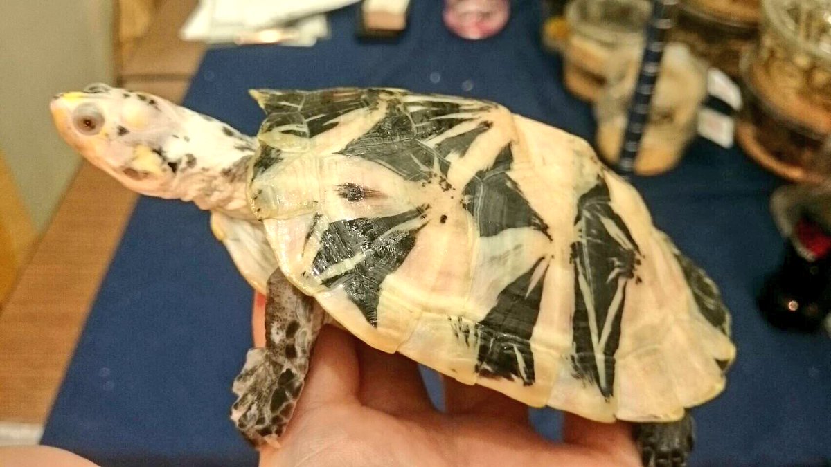 はちゅコム どこよりも早いレプフィレポート17冬 その37 アクアスペースさんのモンキヨコクビガメ パラドックスアルビノ アルビノにバランス良く黒勝ちしたような大理石っぽさがまさにパラドックス T Co 9ln0ujfskr Twitter