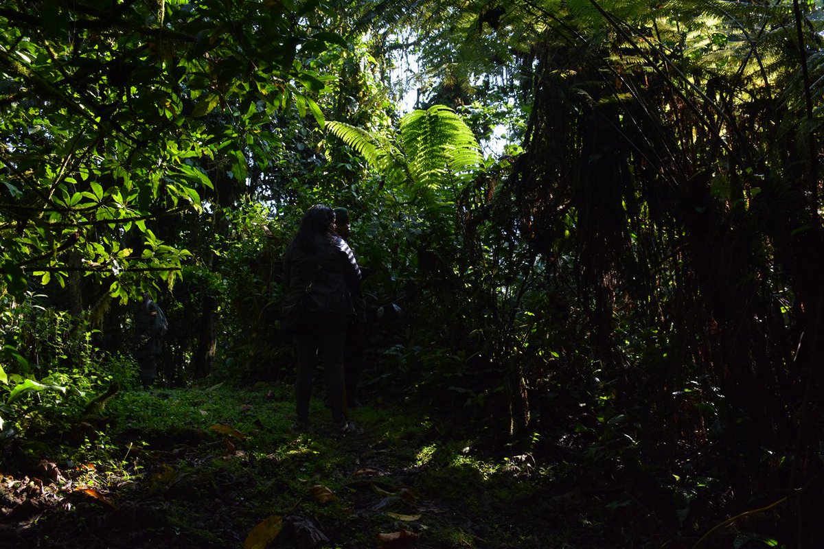 US media team at briefing before tracking mountain gorillas in #Bwindi national park #Uganda <a href="/UgandaMediaCent/">Uganda Media Centre</a> #visituganda <a href="/visit_Uganda/">Visit Uganda</a>