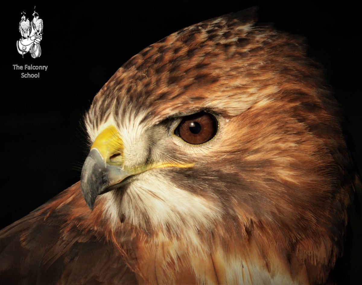 FalconrySchool's tweet photo. Meet "Shay" the Redtailed Buzzard. He's just come off a break and is keen for the coming season. #buzzard #bird #falconry #birdsofprey https://t.co/lPHqSZDgK0