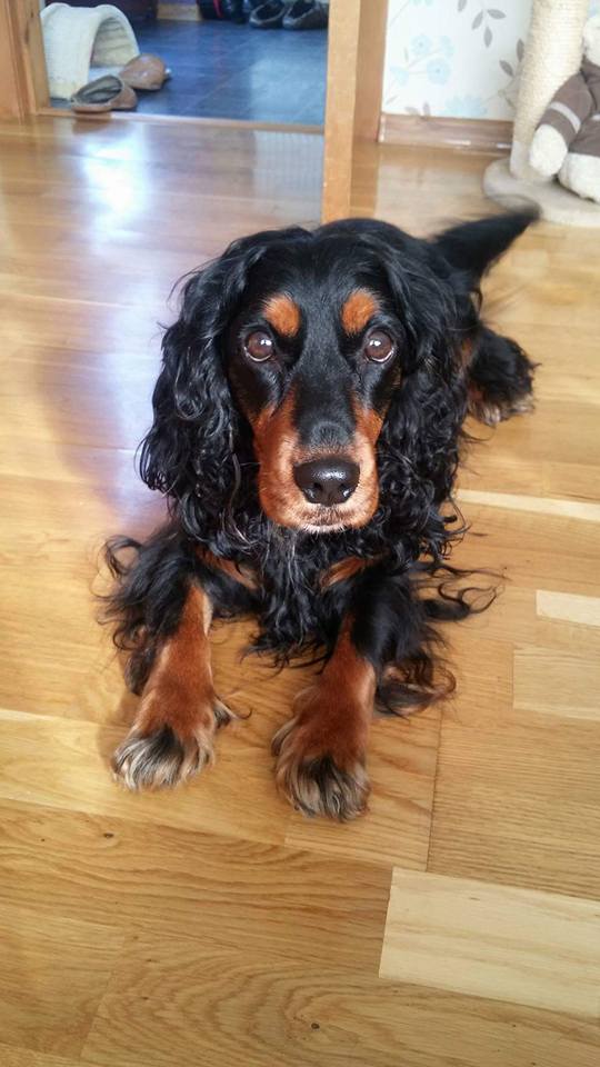 HelpFindLucky's tweet image. Have you seen me❓#HelpFindLucky #Spaniel #Missing 21/12/16 #NorthShields #TyneandWear #NorthEast Watch:youtu.be/PAmk0WvoiHo #FindLuckie