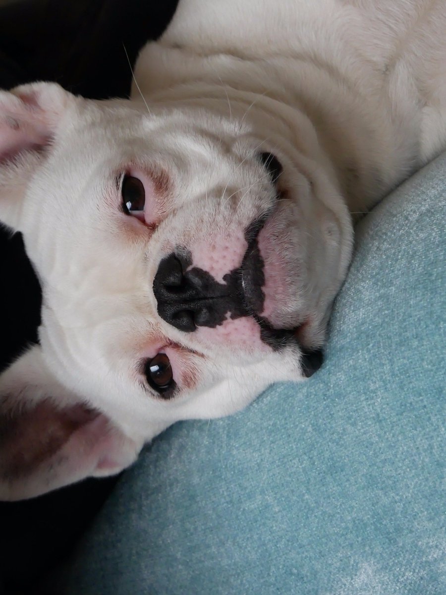 shutter_buggers's tweet image. Ready for home @YolkTheDog?