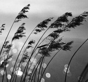 Sizin yalan ve hilelerinizle baş edemedim, bu bana dert oldu. Ama ben de sizin önünüzde diz çökmedim, bu da size dert olsun. 
SEYİT RIZA