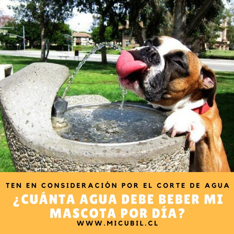 #cortedeagua: En promedio, un perro debe beber al menos 60 ml de agua x cada kg que pese, los #gatos necesitan entre 50 y 100 ml x kilo ;)