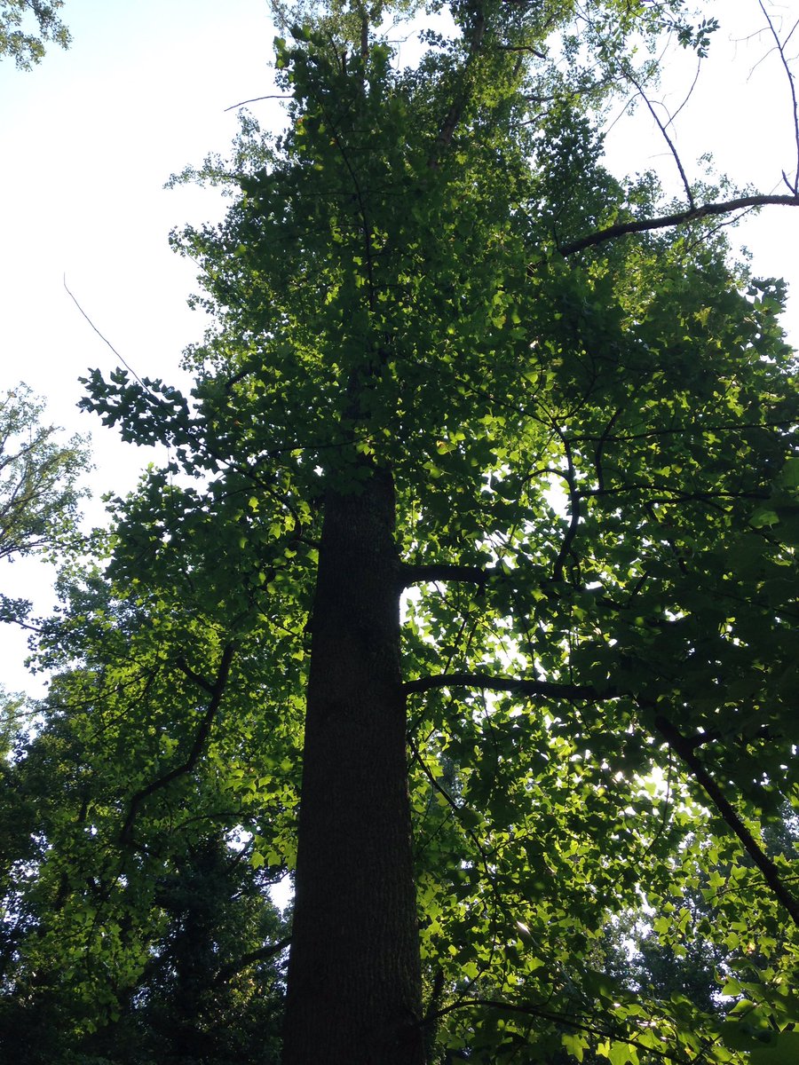 B&M Tree Removal (BnMTreeRemoval) Twitter