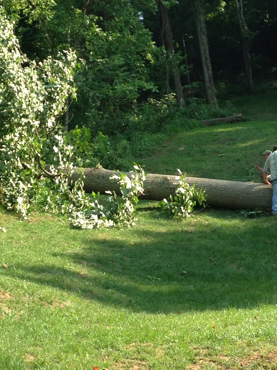 B&M Tree Removal (BnMTreeRemoval) Twitter