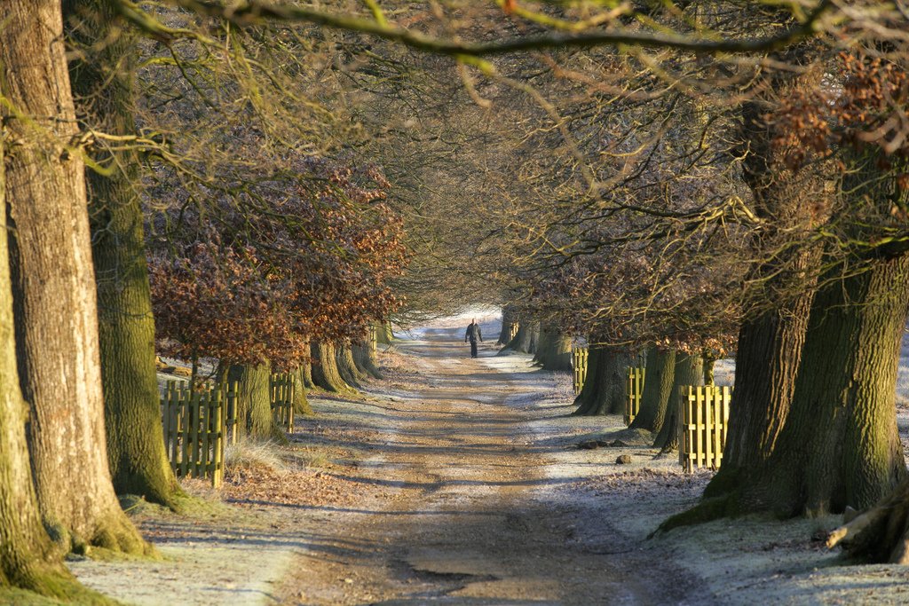 VisitKent's tweet photo. Feeling some Sunday morning fatigue? How about some fresh air and a bracing walk @KnoleNT to start the day? https://t.co/Moe3L5O6Be https://t.co/ZC29XtExiG